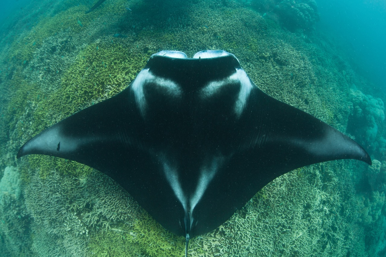 A visit to a cleaning station at a reef in Yap, Micronesia, which helps mantas to remove parasites