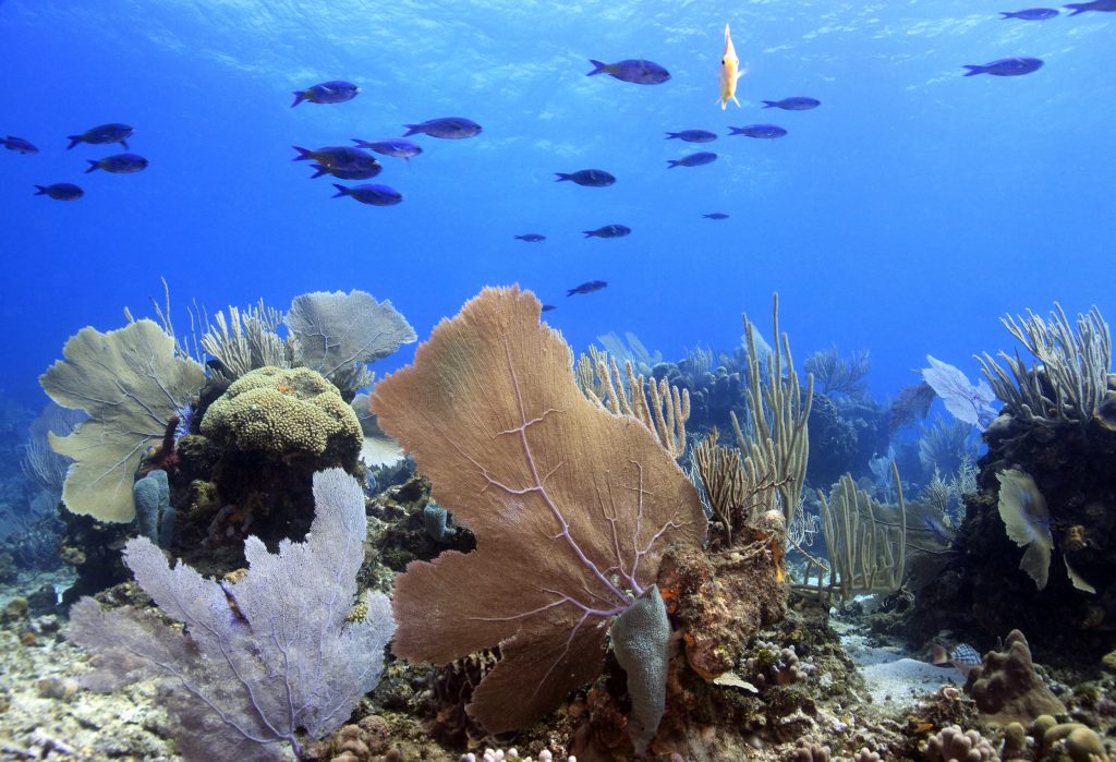 Roatán Diving What You Need to Know