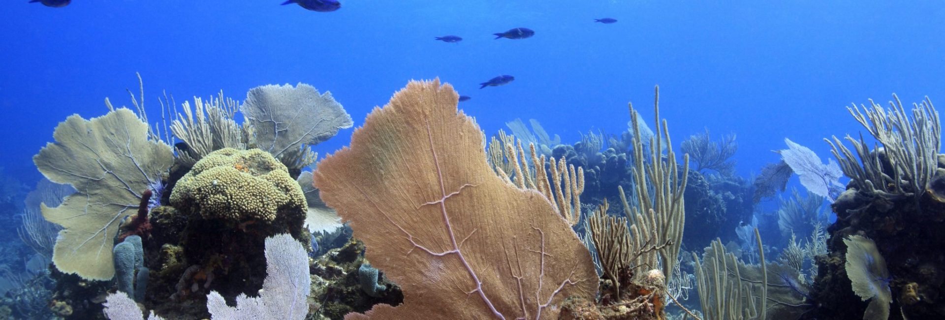 The Best Dive Sites in Honduras