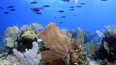 A lush coral garden in Honduras with sea fans and blue fish swimming above
