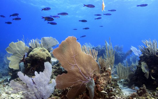 A lush coral garden in Honduras with sea fans and blue fish swimming above