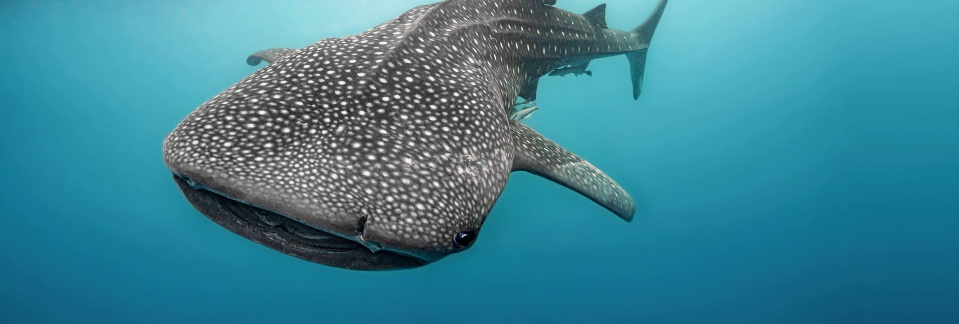 The Best Places to Swim & Dive With Whale Sharks by Month