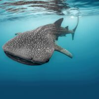 A whale shark swims close to the surface as photographed from below by a scuba diver