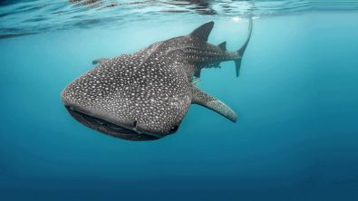 A whale shark swims close to the surface as photographed from below by a scuba diver