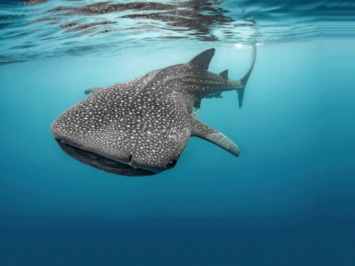 A whale shark swims close to the surface as photographed from below by a scuba diver