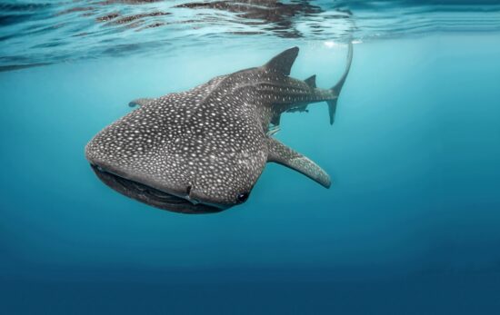 A whale shark swims close to the surface as photographed from below by a scuba diver