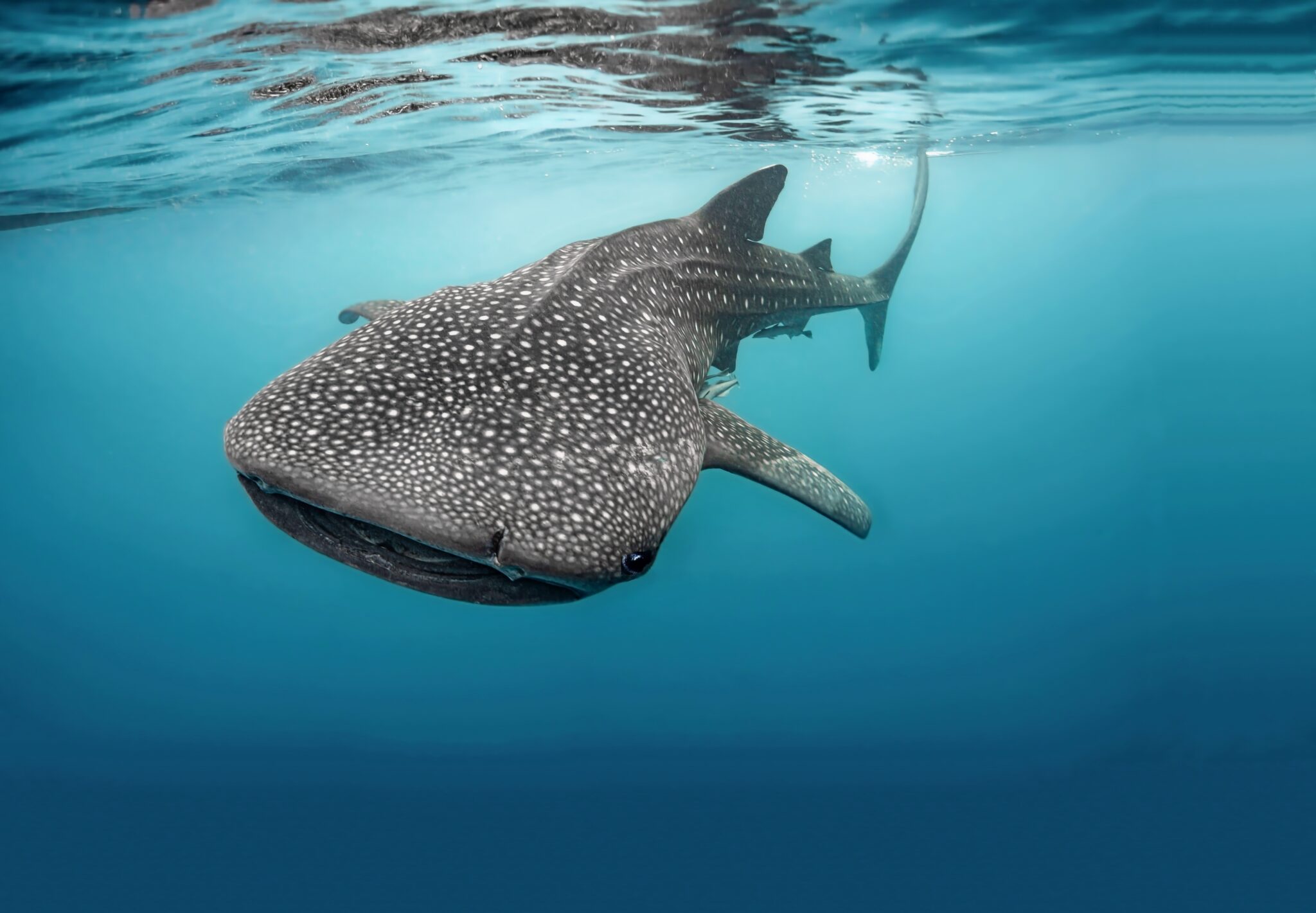 A whale shark swims close to the surface as photographed from below by a scuba diver