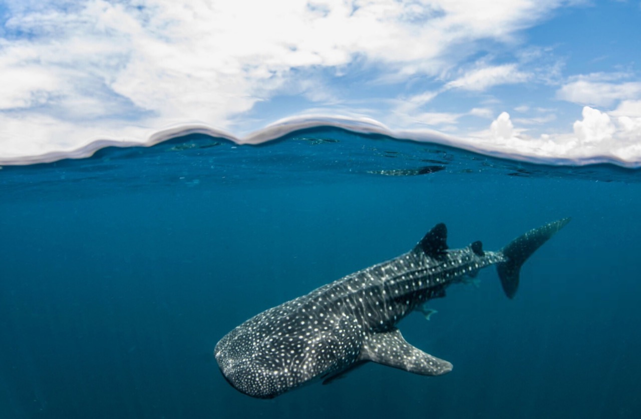 An over/under shot of a whale shark Whale shark swimming near the surface in Cenderawasih Bay. Whale sharks here are thought to be resident all year round feeding by sucking nutrients.