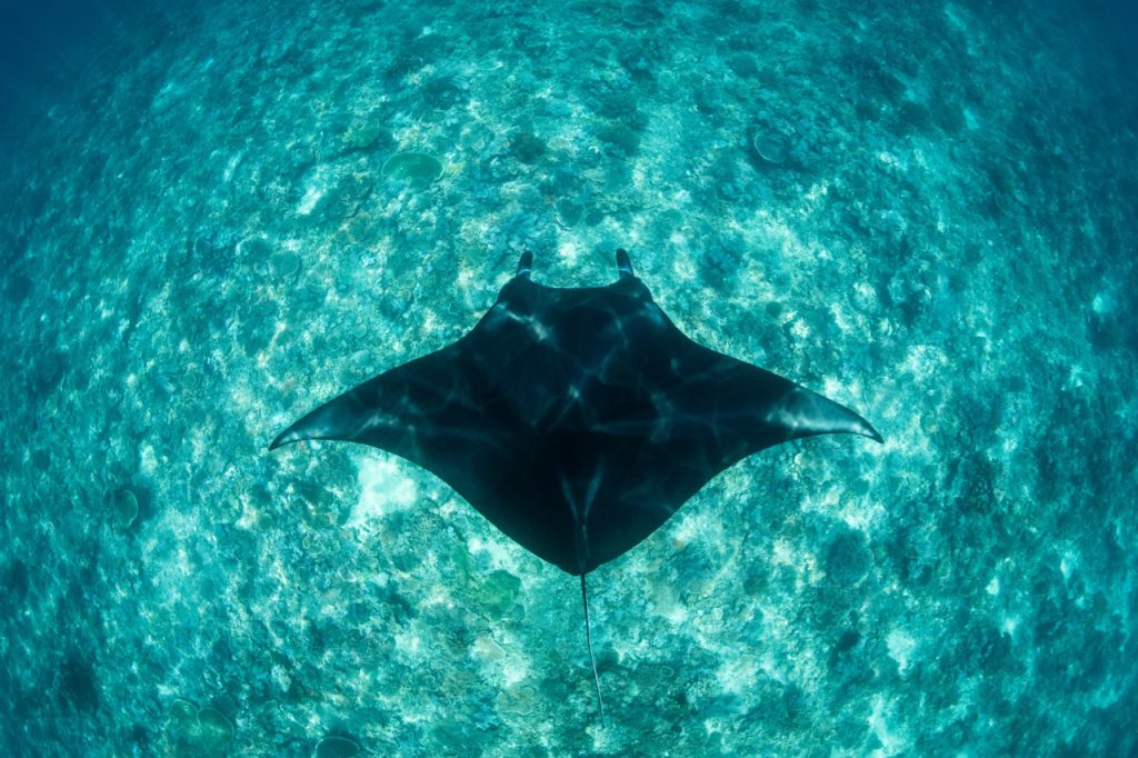 best places to dive with manta rays indonesia