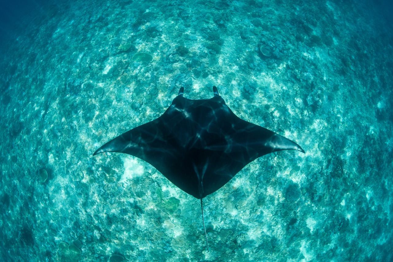 A manta ray swimming along a reef in Komodo, Indonesia, photographed from above