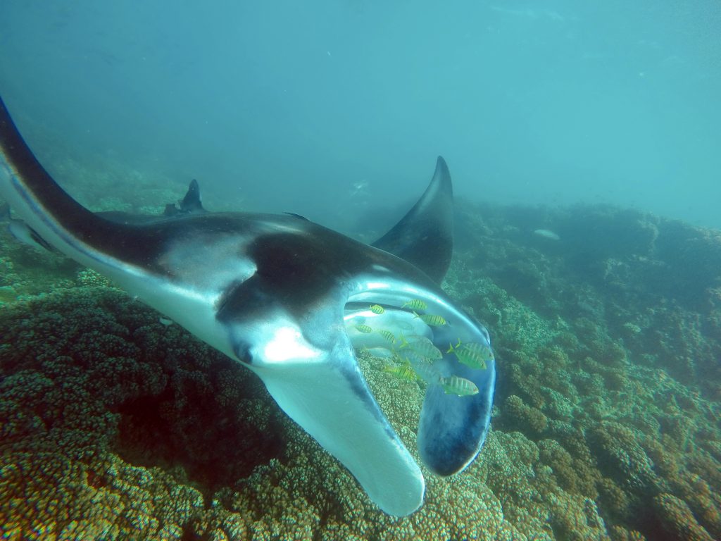 I 10 migliori posti dove immergersi con le mante