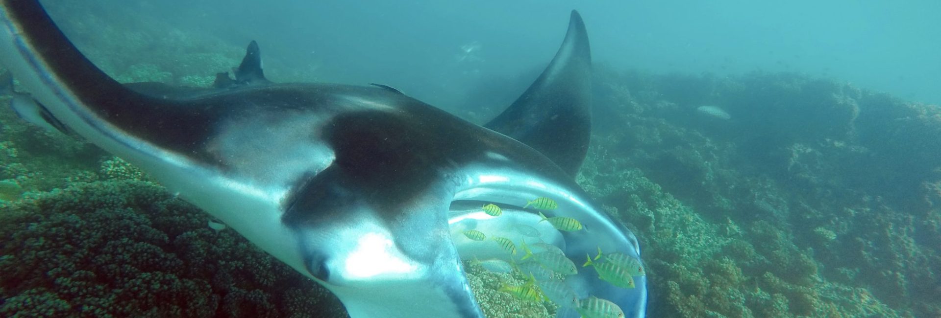 Diving India’s West Coast