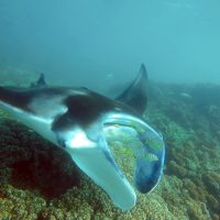 best places to dive with manta rays fiji
