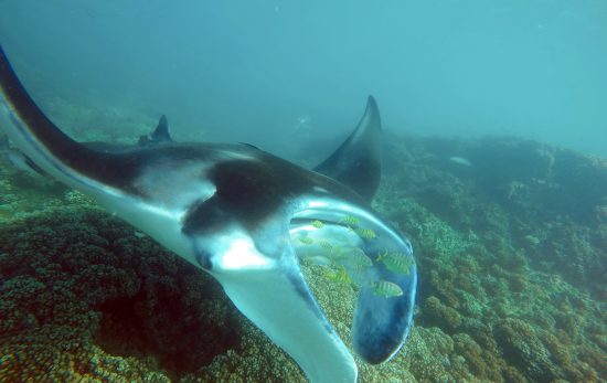 best places to dive with manta rays fiji