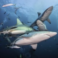 best places to dive with sharks south africa