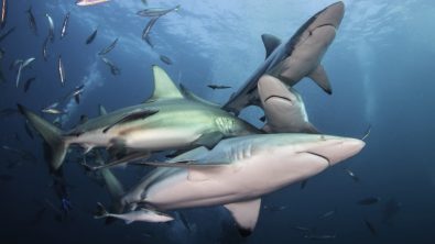 best places to dive with sharks south africa