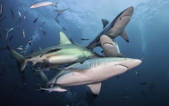 best places to dive with sharks south africa