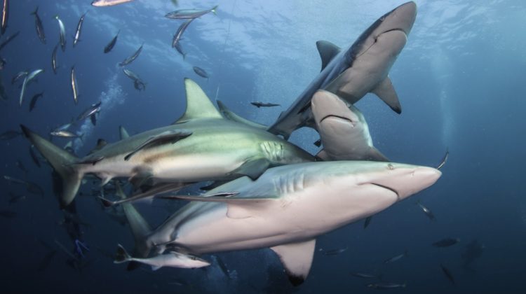 best places to dive with sharks south africa