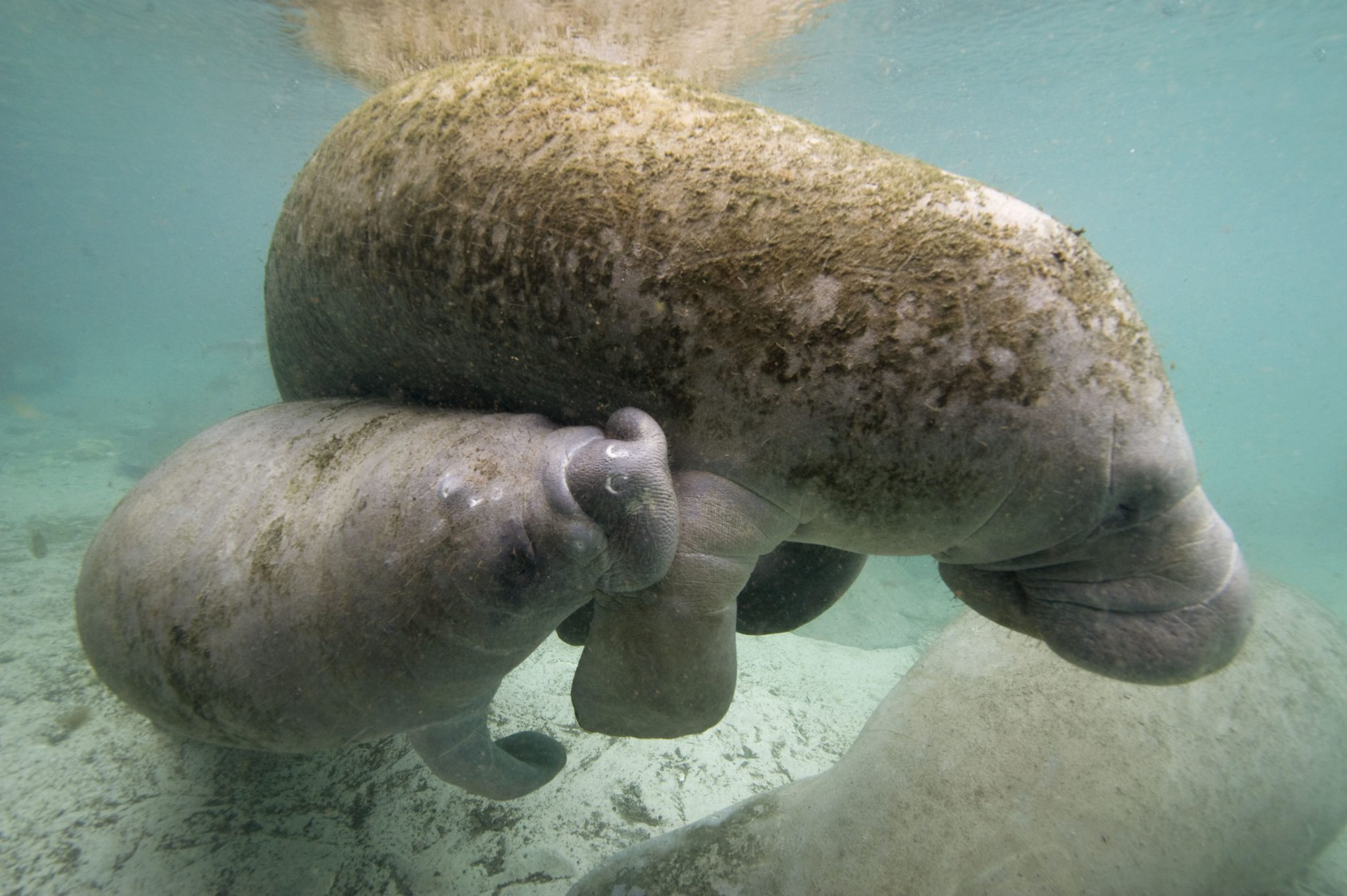 Морские коровы молочные железы