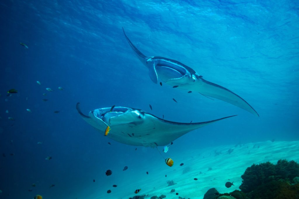 best places to dive with manta rays komodo