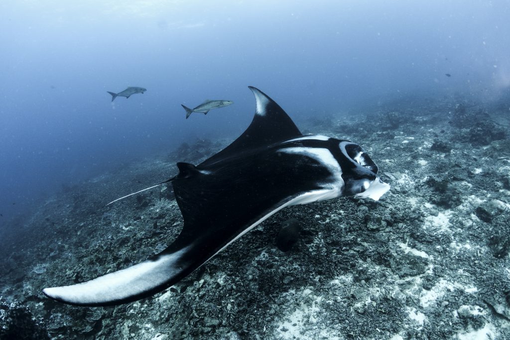 DIE BESTEN ORTE, UM MIT MANTAROCHEN ZU TAUCHEN Thailand