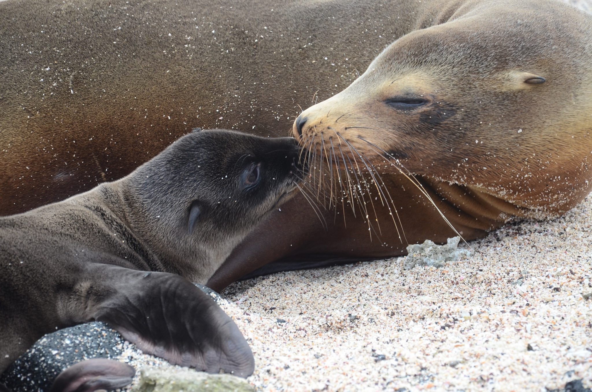 A cute sea lion photo of a mother kissing her pup while they are both lying on a sandy beach