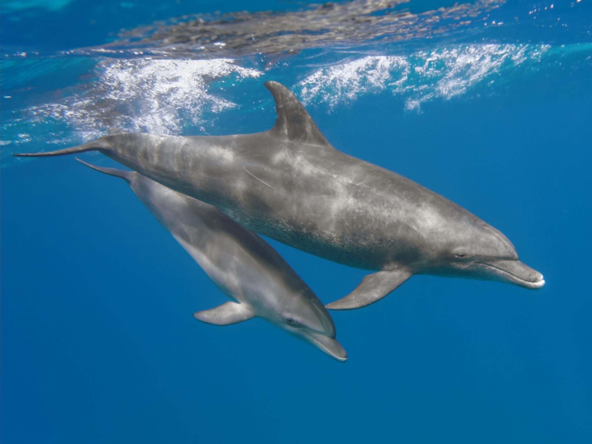 BottlenoseDolphins_Shutterstock