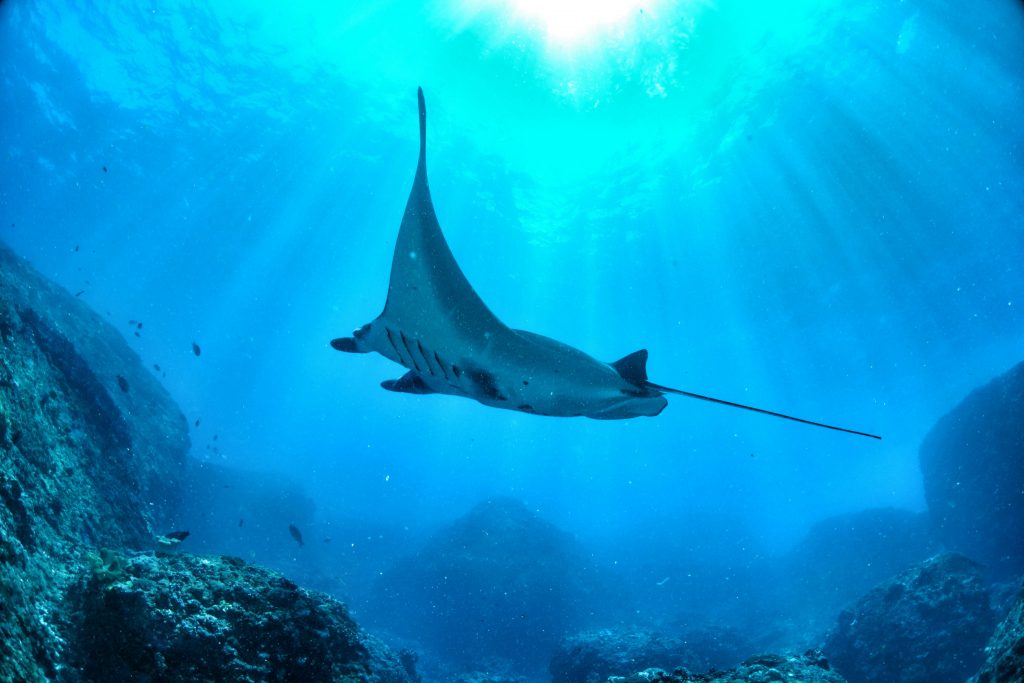 best places to dive with manta rays palau