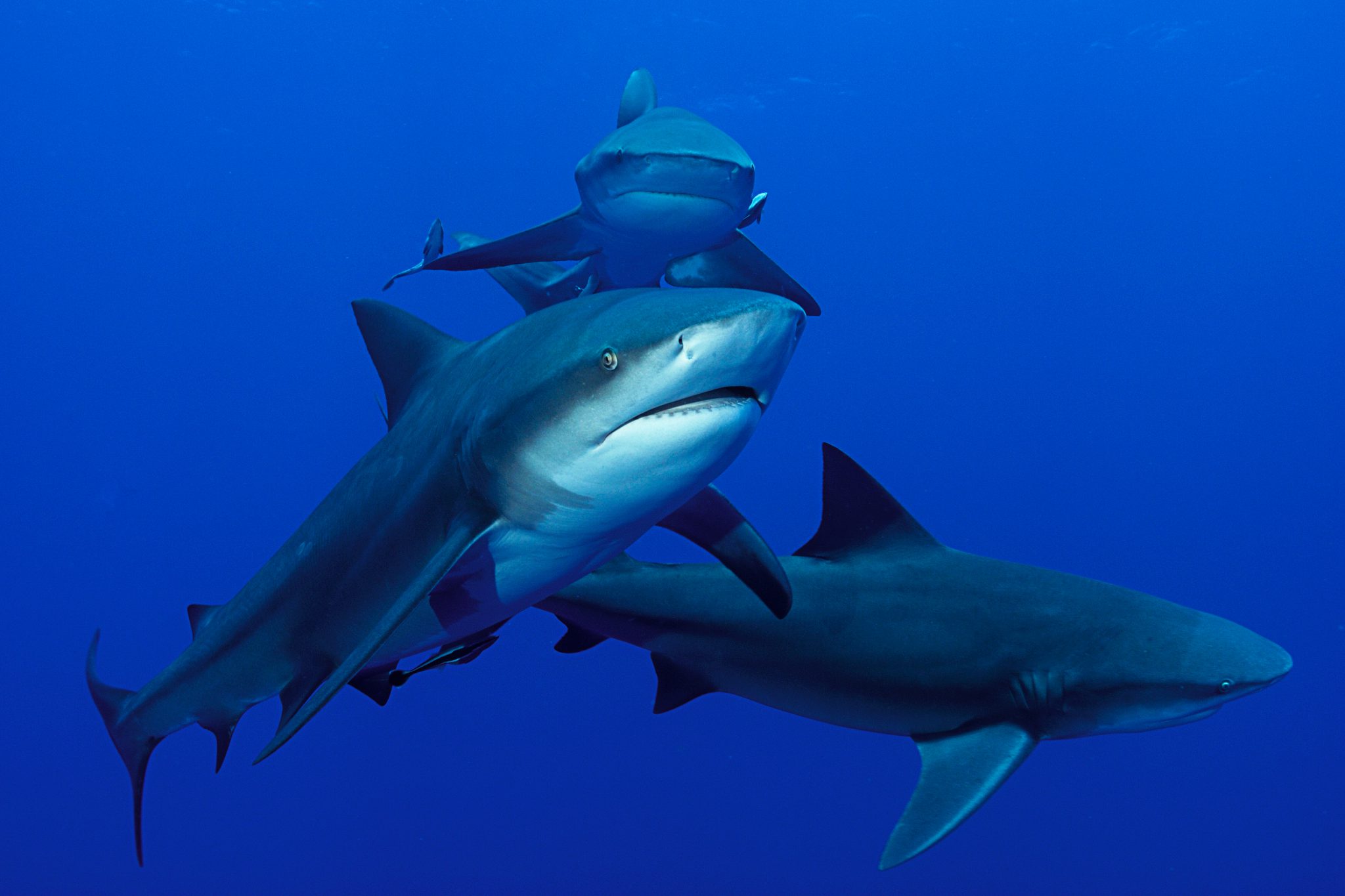 Sharks swimming at North Horn in the Great Barrier Reef, one of the 10 best scuba diving sites in the world for shark diving