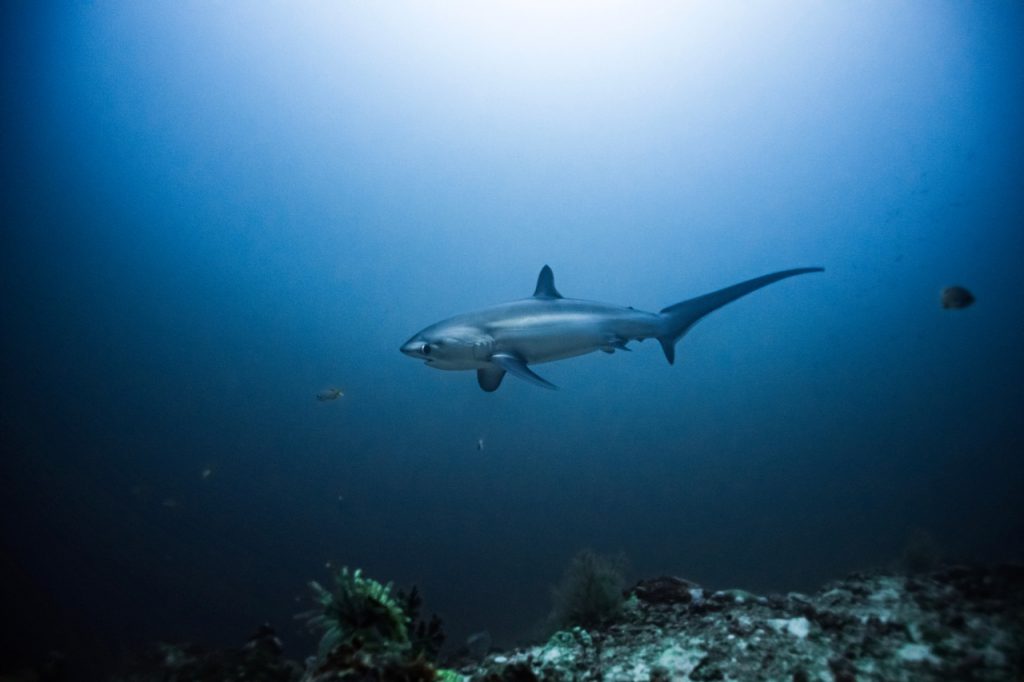 best places to dive with sharks thresher
