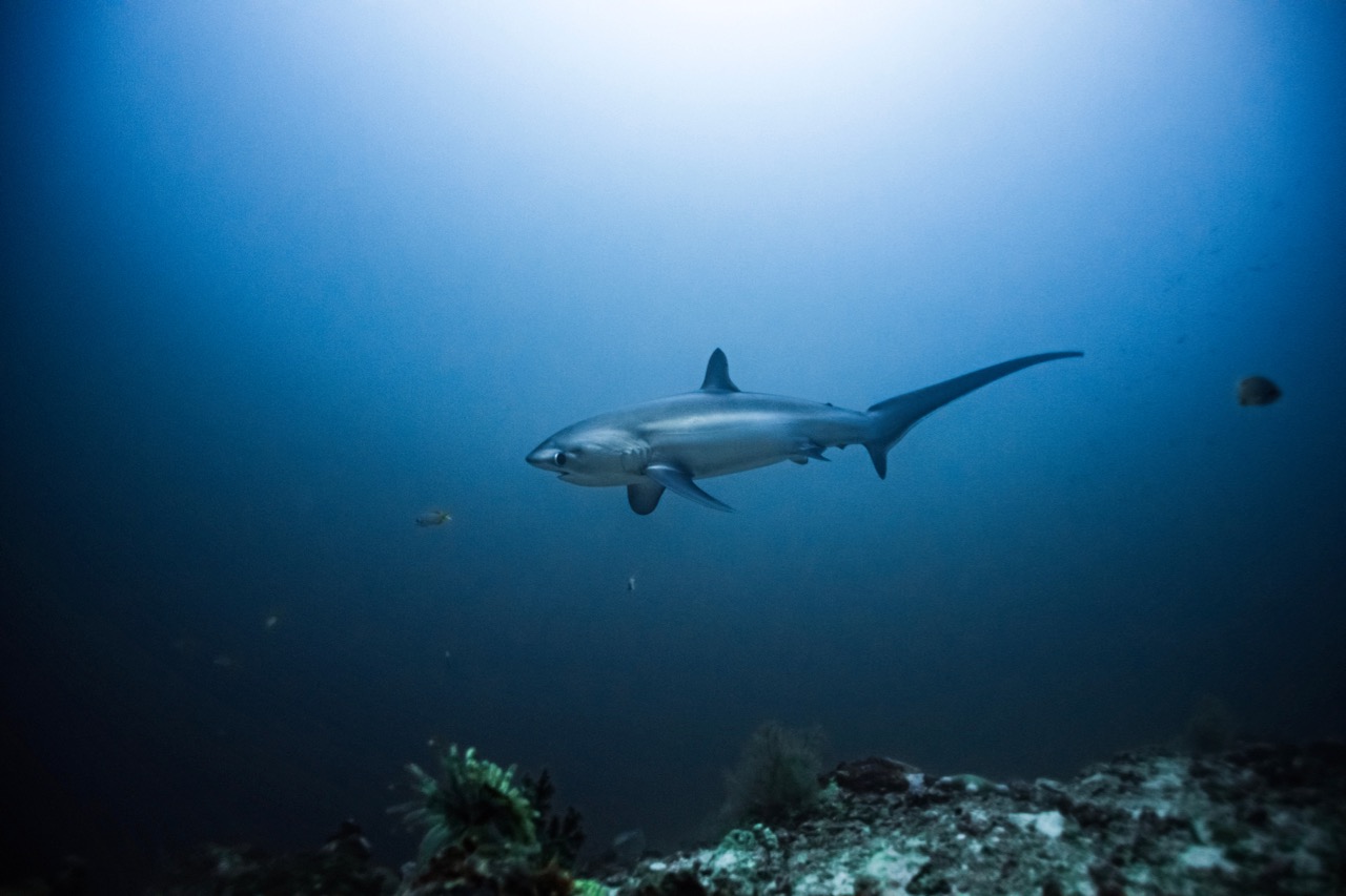 best places to dive with endangered marine life thresher sharks philippines