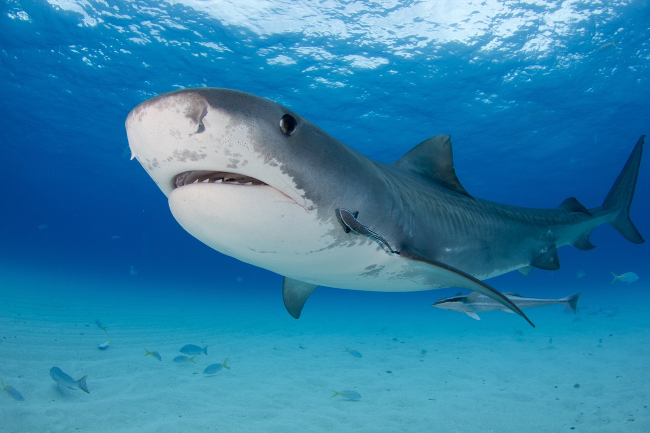 A tiger shark approaching the camera in the Bahamas, but peeing yourself in your wetsuit won't attract them