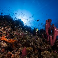 Una-Una - Togean Islands- Indonesia - Coral Reef - Underwater