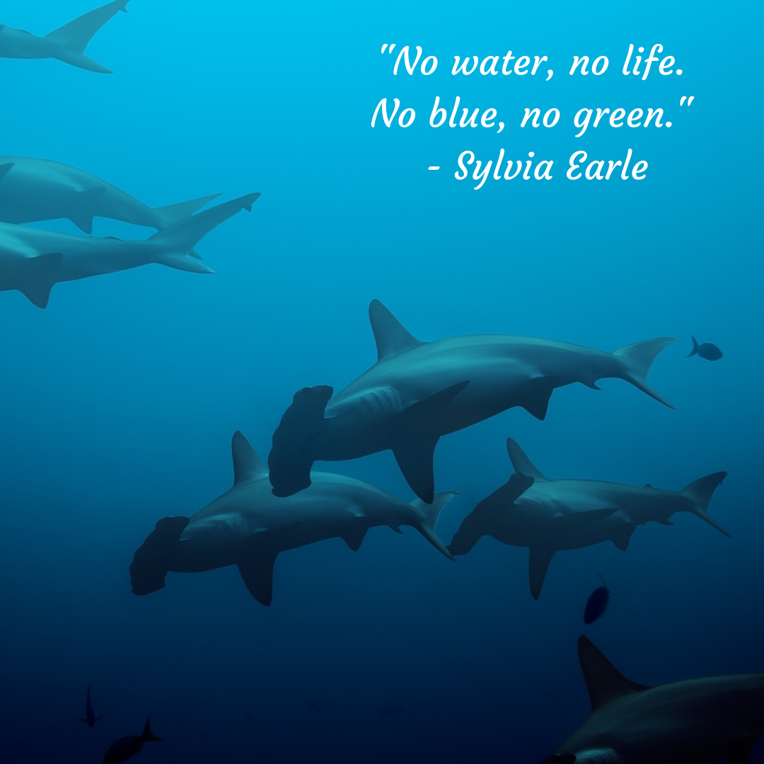 11 Inspiring Quotes That Ll Make You Want To Protect The Ocean