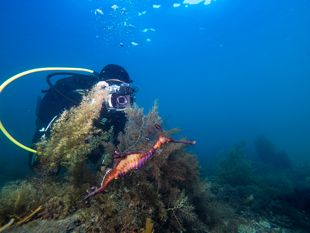 Underwater Photography - Sea Dragon - Weedy Sea Dragon - Matt Testoni