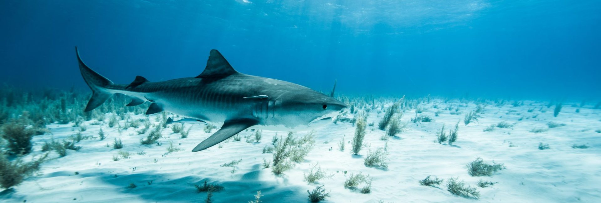 Shark Bite Survivor Paul de Gelder on Conservation & Diving