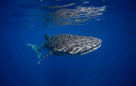 Una-Una - Togean Islands- Indonesia - Whale Shark