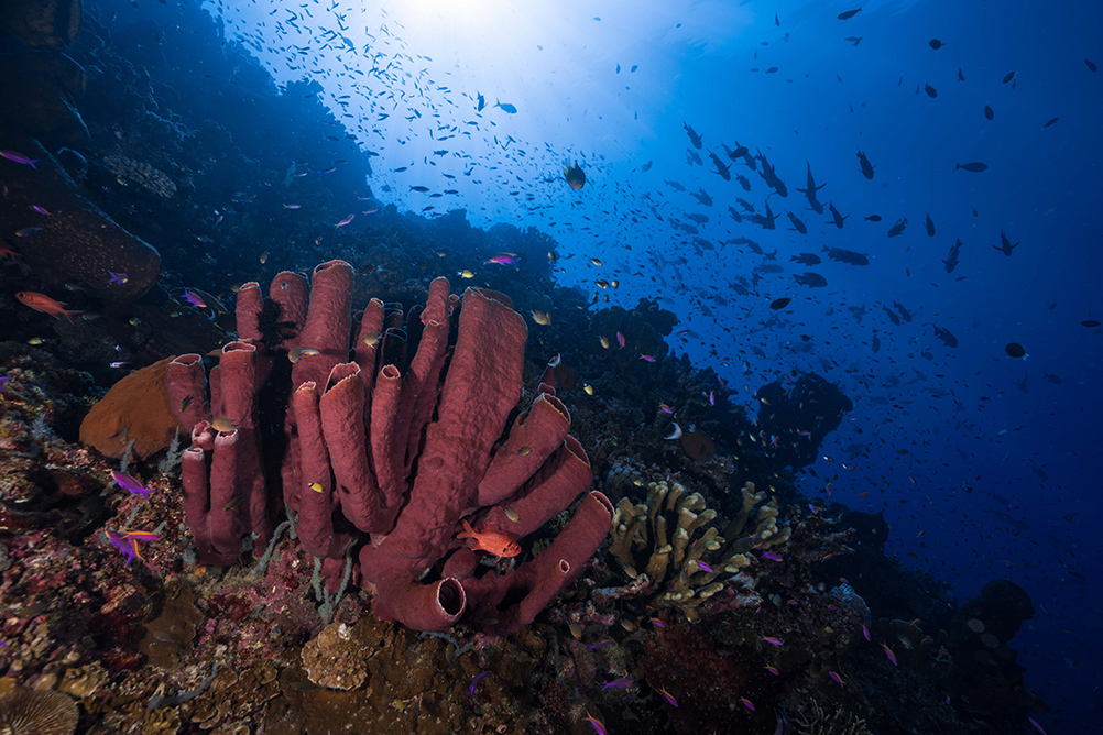 Una-Una - Togean Islands- Indonesia - Coral Reef - Underwater