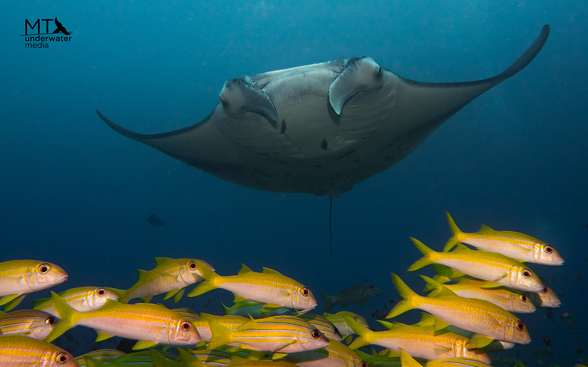 Ray - Fish - Matt Testoni - Underwater Photography