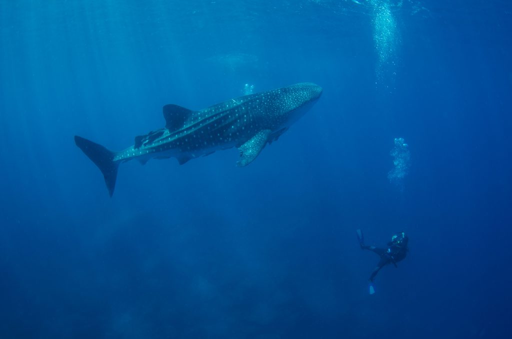 Afelandra and whale shark