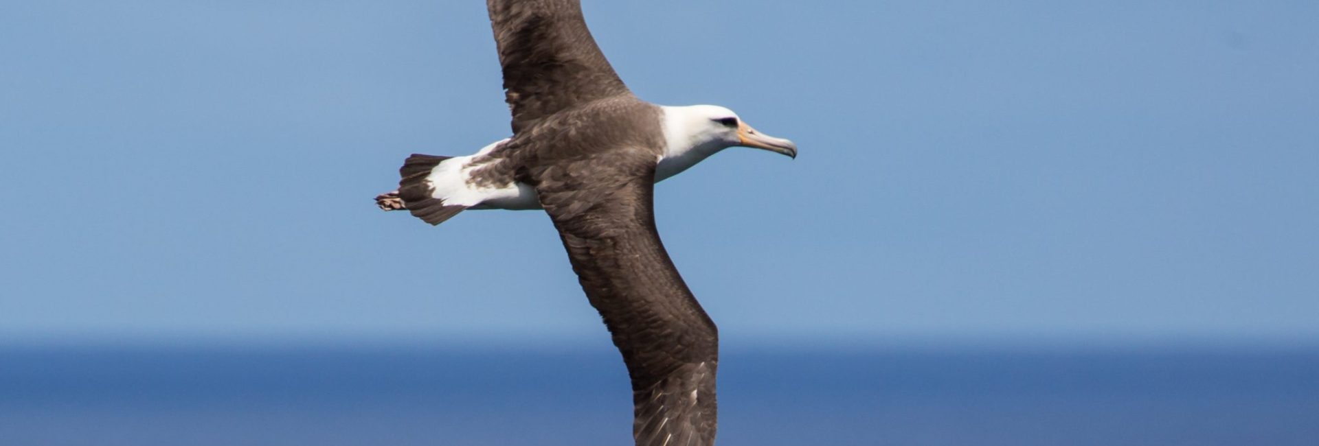 Mission Blue Hope Spot: Emperor Seamount Chain