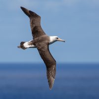 Albatross_Shutterstock