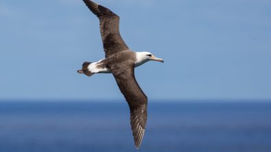 Albatross_Shutterstock