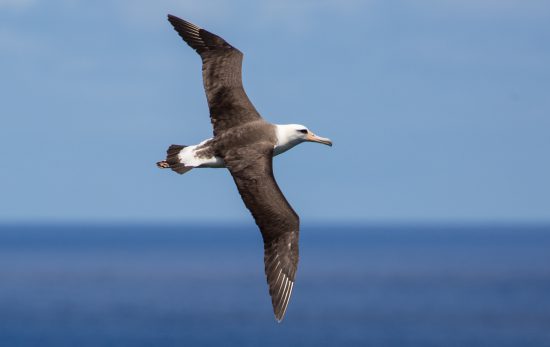 Albatross_Shutterstock