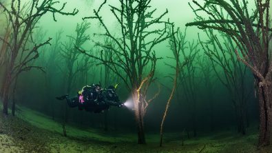 Two scuba divers on a drysuit dive through an underwater forest with a lot of trees, Geiseltalsee, near Leipzig, Germany, ScubaPro, PADI.