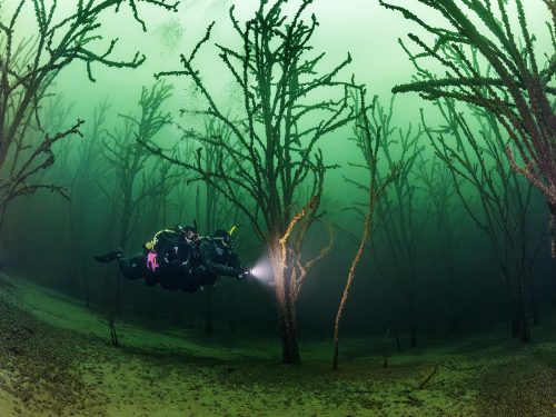 Two scuba divers on a drysuit dive through an underwater forest with a lot of trees, Geiseltalsee, near Leipzig, Germany, ScubaPro, PADI.