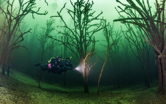 Two scuba divers on a drysuit dive through an underwater forest with a lot of trees, Geiseltalsee, near Leipzig, Germany, ScubaPro, PADI.