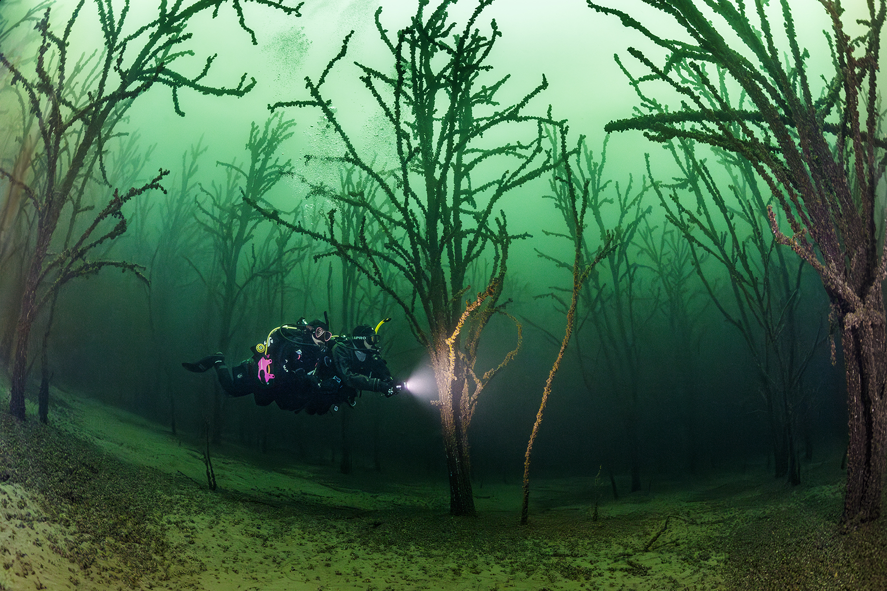 Two scuba divers on a drysuit dive through an underwater forest with a lot of trees, Geiseltalsee, near Leipzig, Germany, ScubaPro, PADI.