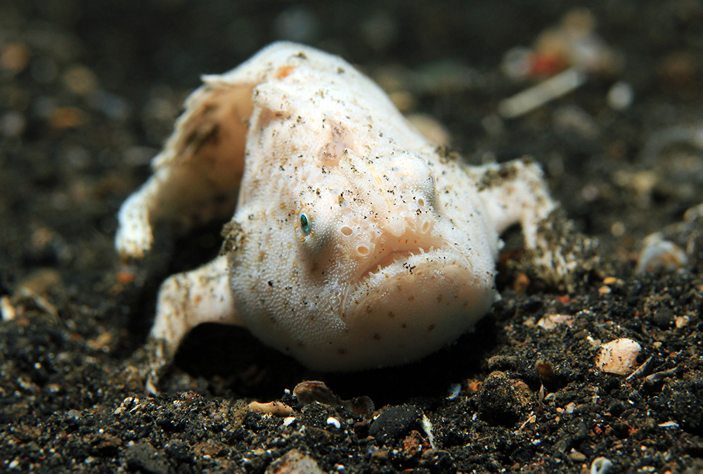 Frog Fish - Underwater