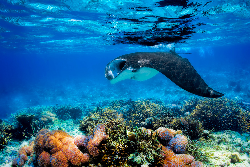 Manta ray - Coral - Underwater